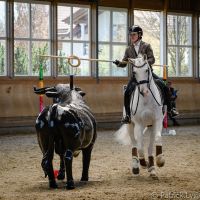 working-equitation-akadaly gyurufelvetele 14